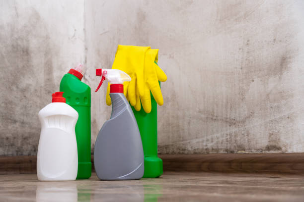 Why You Should Choose Our Mold Remediation Services in Winchester, VA